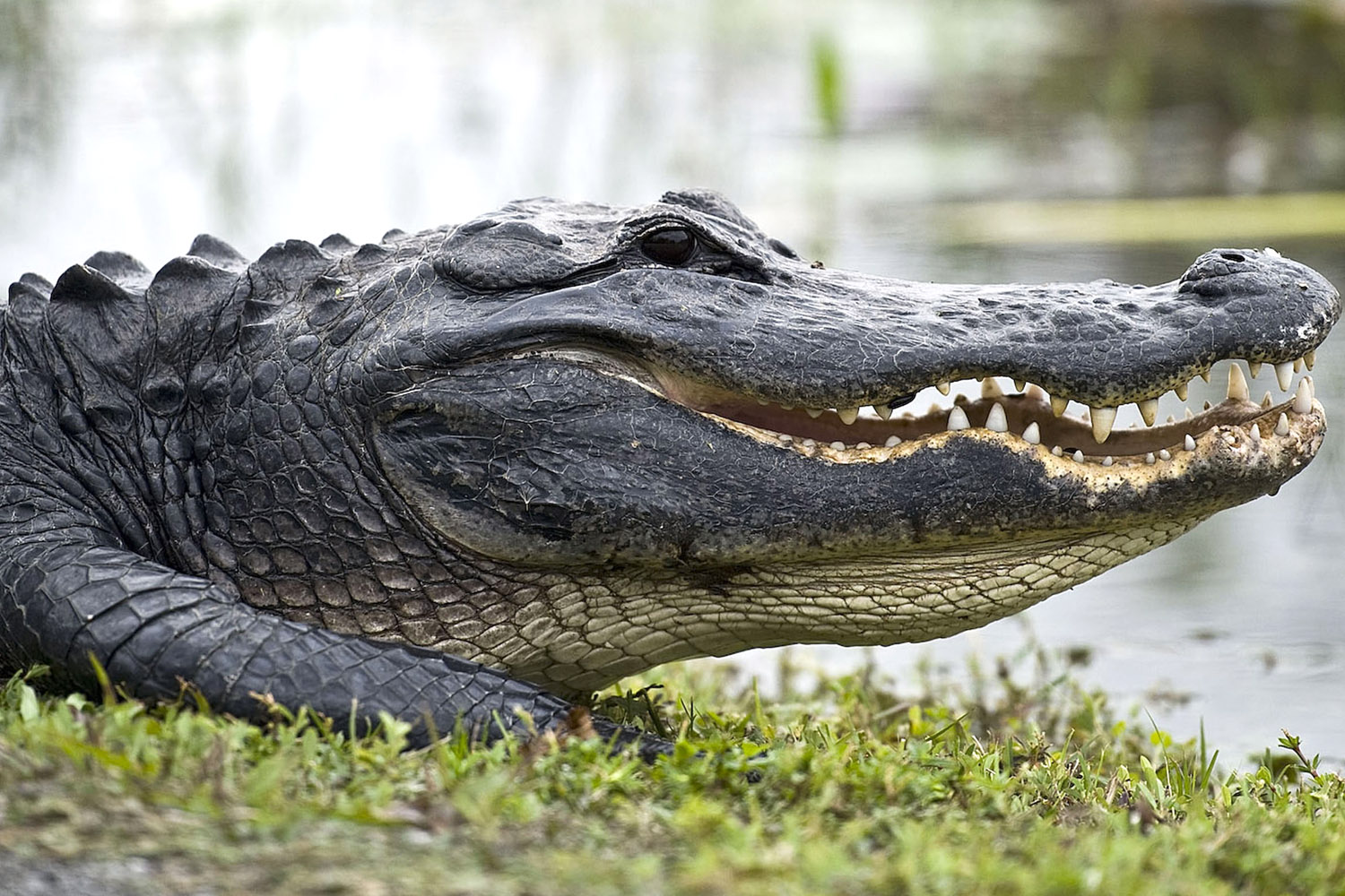 Florida man shoots gator. Then the gator bites his son.  Breaking911