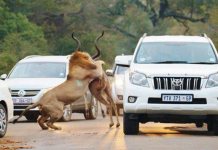Lion Attack Africa