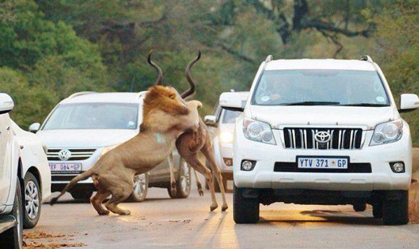 Lion Attack Africa
