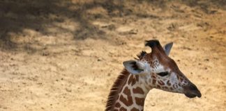 Giraffe calf/Dallas Zoo
