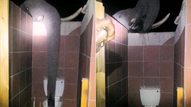 Elephant Drinks from toilet