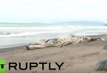 Scientists baffled as another whale washes up on California beach