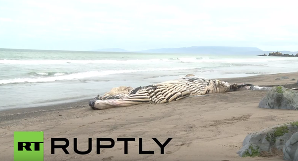 Scientists baffled as another whale washes up on California beach