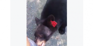 Burlington, Connecticut bear video