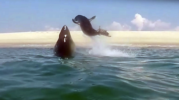 Great White Shark Leaps Out of Water to Catch Seal