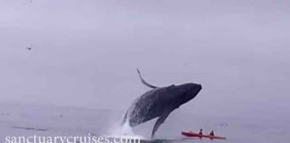 MOSS LANDING, Calif. — A humpback whale off the coast of California breached Saturday and landed on top of a tandem kayak.