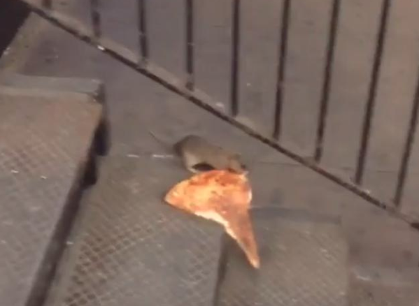 NEW YORK CITY -- YouTuber Matt Little posted the 'Pizza Rat' video saying: A rat tries to bring slice of pizza down subway station stairs. ... OR ... Master Splinter bringing food home to feed the Teenage Mutant Ninja Turtles?