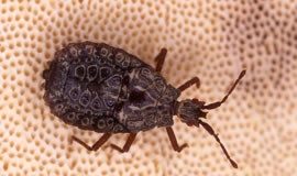 First in Nation Flat Bug Seized at Miami Seaport