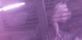 The Animal Legal Defense Fund recently released undercover video footage, taken inside a Tyson Foods’ chicken slaughter plant in Carthage, Texas