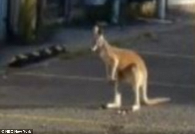 NEW YORK -- (Scroll down for video) -- The owner of a Kangaroo named 'Buster' was visiting a friend on Staten Island when the critter got loose and led Officials on a wild chase.