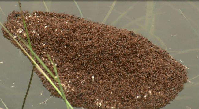 Fire ants in South Carolina are determined to survive the 1,000 year flood. Video recorded by WSAV photojournalist Chris Murray shows what appears to be a floating island of fire ants on top of the water in Dorchester County, South Carolina.