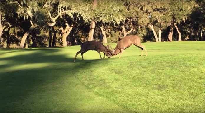 Pebble Beach, California -- (Scroll down for video) -- Two deer went head-to-head on the Spyglass Hill Golf Course.