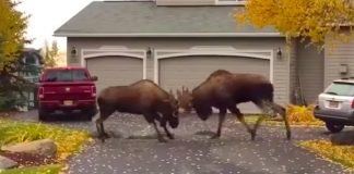 MOOSE FIGHT! Video posted to YouTube shows moose rutting in the suburbs of Alaska. (Scroll down)