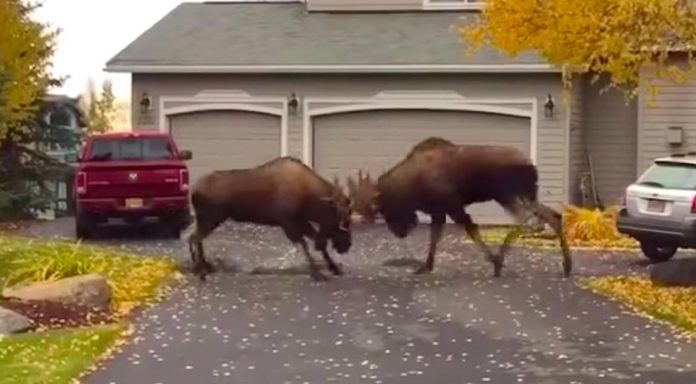 MOOSE FIGHT! Video posted to YouTube shows moose rutting in the suburbs of Alaska. (Scroll down)