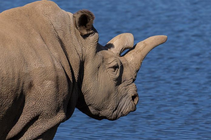 The San Diego Zoo Safari Park announces that 41-year-old Nola, one of only 4 remaining northern white rhinos, has died.