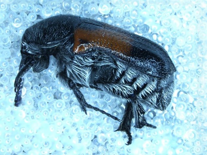LAREDO, Texas – U.S. Customs and Border Protection agriculture specialists at Laredo Port of Entry discovered two significant rare pests in two weeks, including a first in the nation beetle on a shipment of cut flowers and a first in the port pest interception in a lettuce shipment.