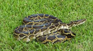 NEW YORK -- Fire officials in New York say at least two Python Snakes are missing following a house fire in Bensonhurst, Brooklyn.