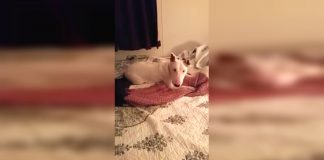 Watch as Millie, a 7-year-old bull terrier foster dog, experiences being on a bed for the very first time. Her reaction is priceless and full of joy! To learn more about Millie and how to adopt her, check out 'Pibbles and More Animal Rescue'.