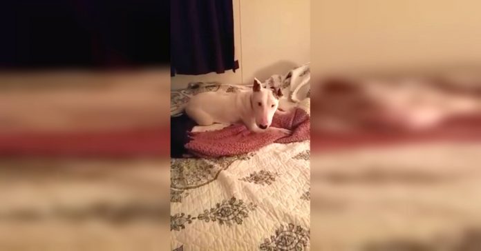 Watch as Millie, a 7-year-old bull terrier foster dog, experiences being on a bed for the very first time. Her reaction is priceless and full of joy! To learn more about Millie and how to adopt her, check out 'Pibbles and More Animal Rescue'.
