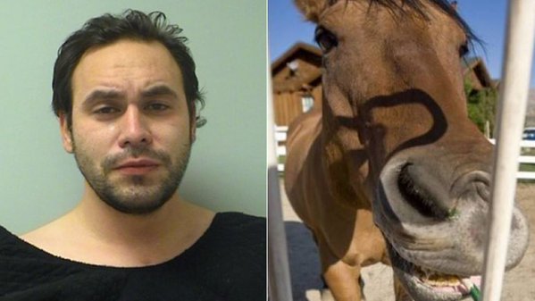 WISCONSIN -- The Waupaca County Sheriff's Office is warning animal owners to be vigilant after they say a pregnant horse was sexually assaulted on Sunday.