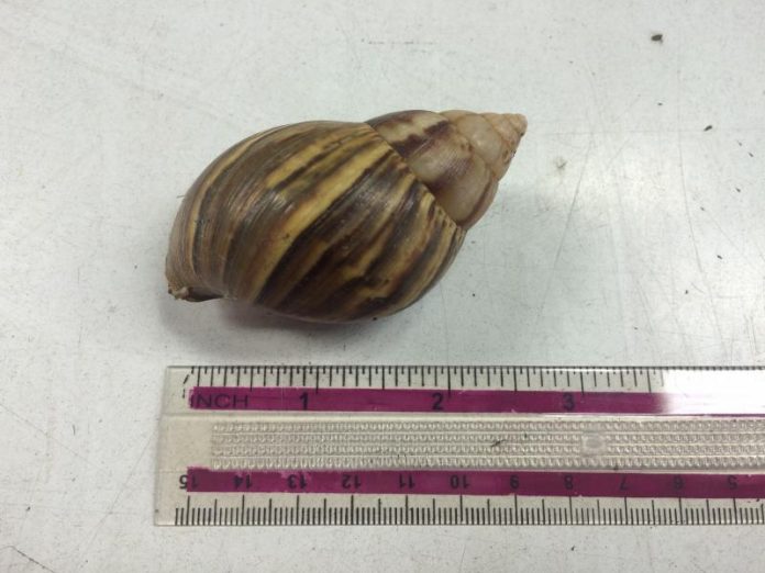 Border Protection Agriculture Specialists working at the Port of Oakland discovered two live Giant African Snails along with a pile of dead snail eggs in early December while examining a cargo shipment of wooden pallets from American Samoa.