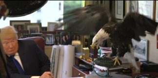 Unruly eagle puts Trump on edge during TIME magazine photo shoot. Credit to Reuters.