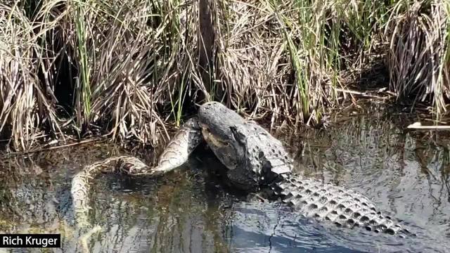 CAUGHT ON CAMERA Gator vs Python In Florida Everglades  Breaking911