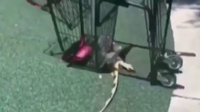 Disturbing Video Shows Loser Teens Torturing Iguana To Death Breaking911