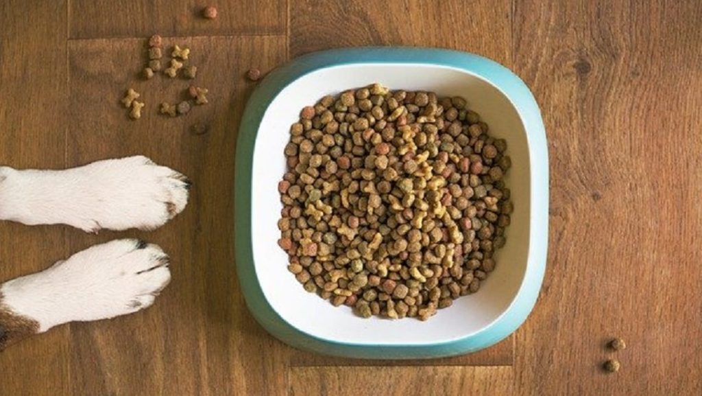 ALERT Dog & Cat Food Being Recalled Nationwide What You Need To Know