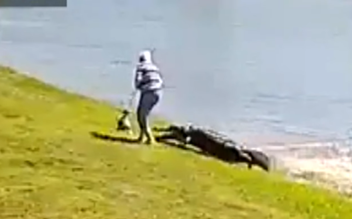 Horrifying Video Emerges Of Alligator Attack That Killed Florida Woman