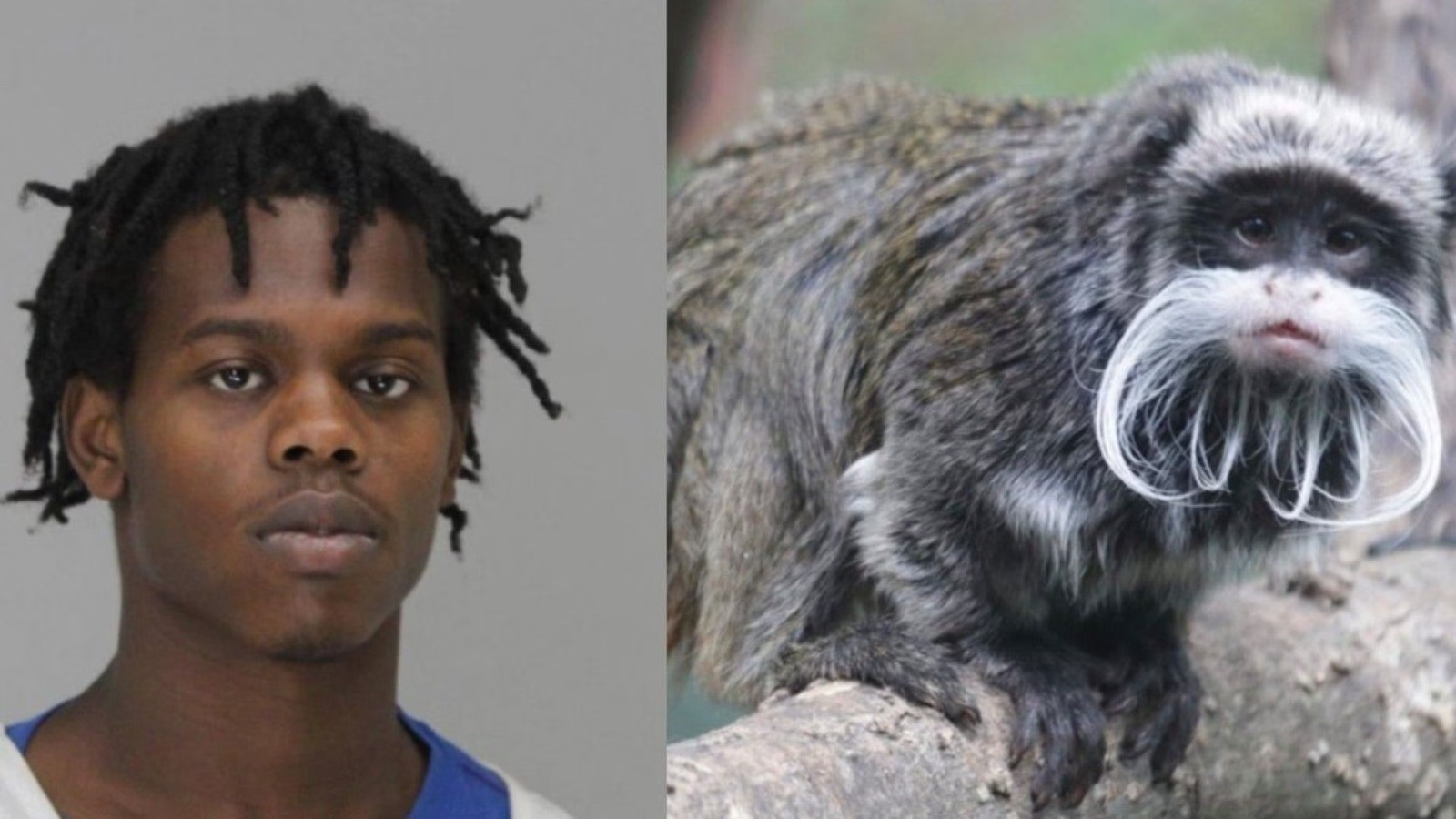 Man Arrested For Stealing Monkeys From Dallas Zoo Says He'd Do It Again ...